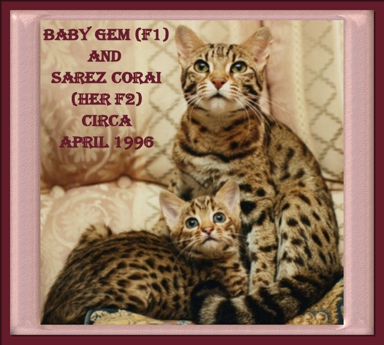 Baby Gem F1 Bengal and her daughter F2 Bengal Sarez Corai